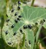 Phyllotreta nigripes